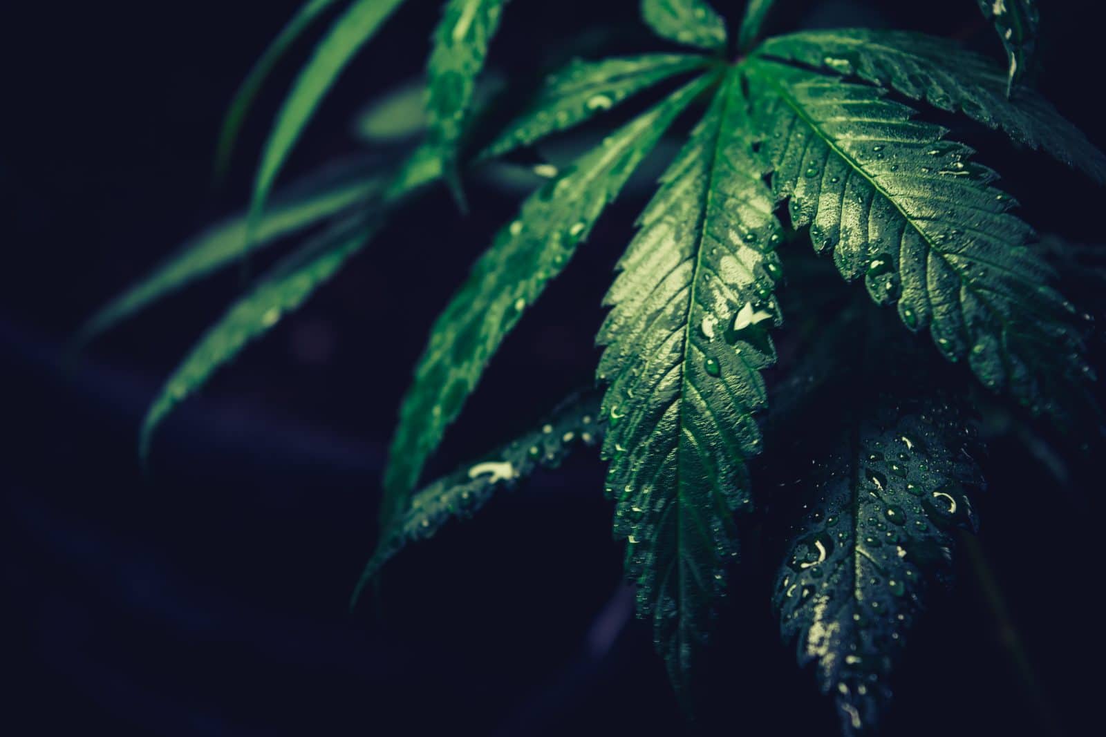 Is Georgia about to restart its medical marijuana program?