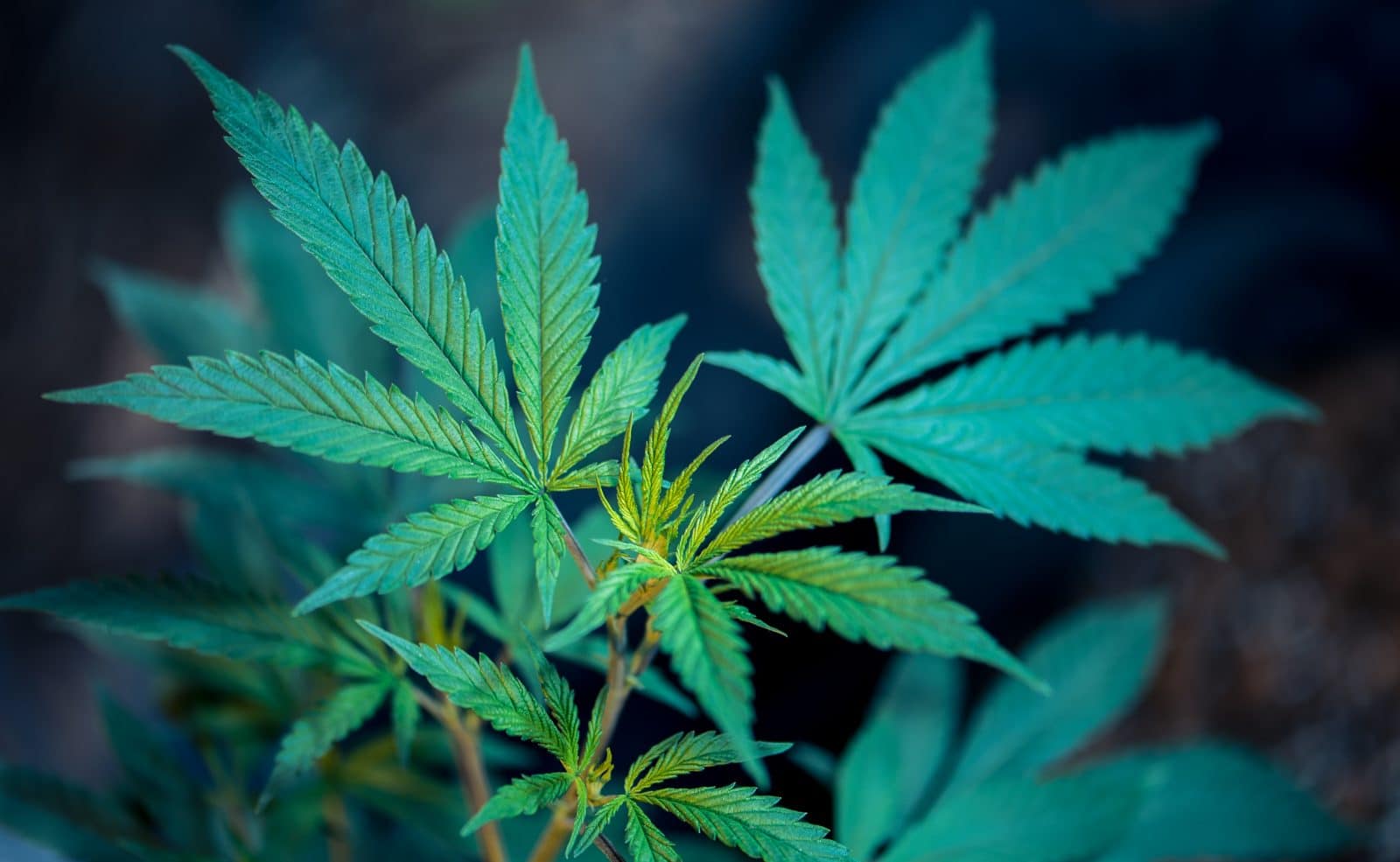 A vote next week could launch Georgia's long-delayed medical marijuana program