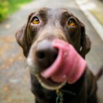 How pet-friendly are rental properties in Georgia?
