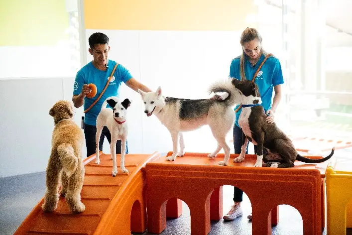 Metro Atlanta's first Dogtopia is coming to Roswell