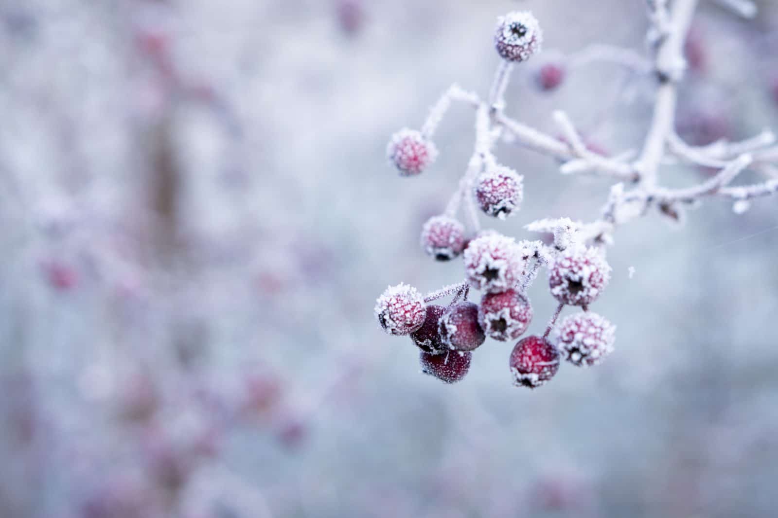 Frost is expected overnight in Southeast Georgia