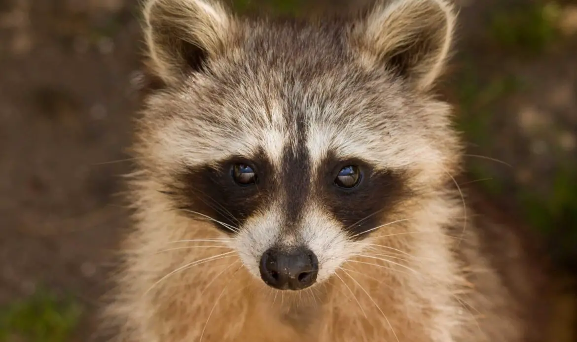 raccoon, portrait, wildlife