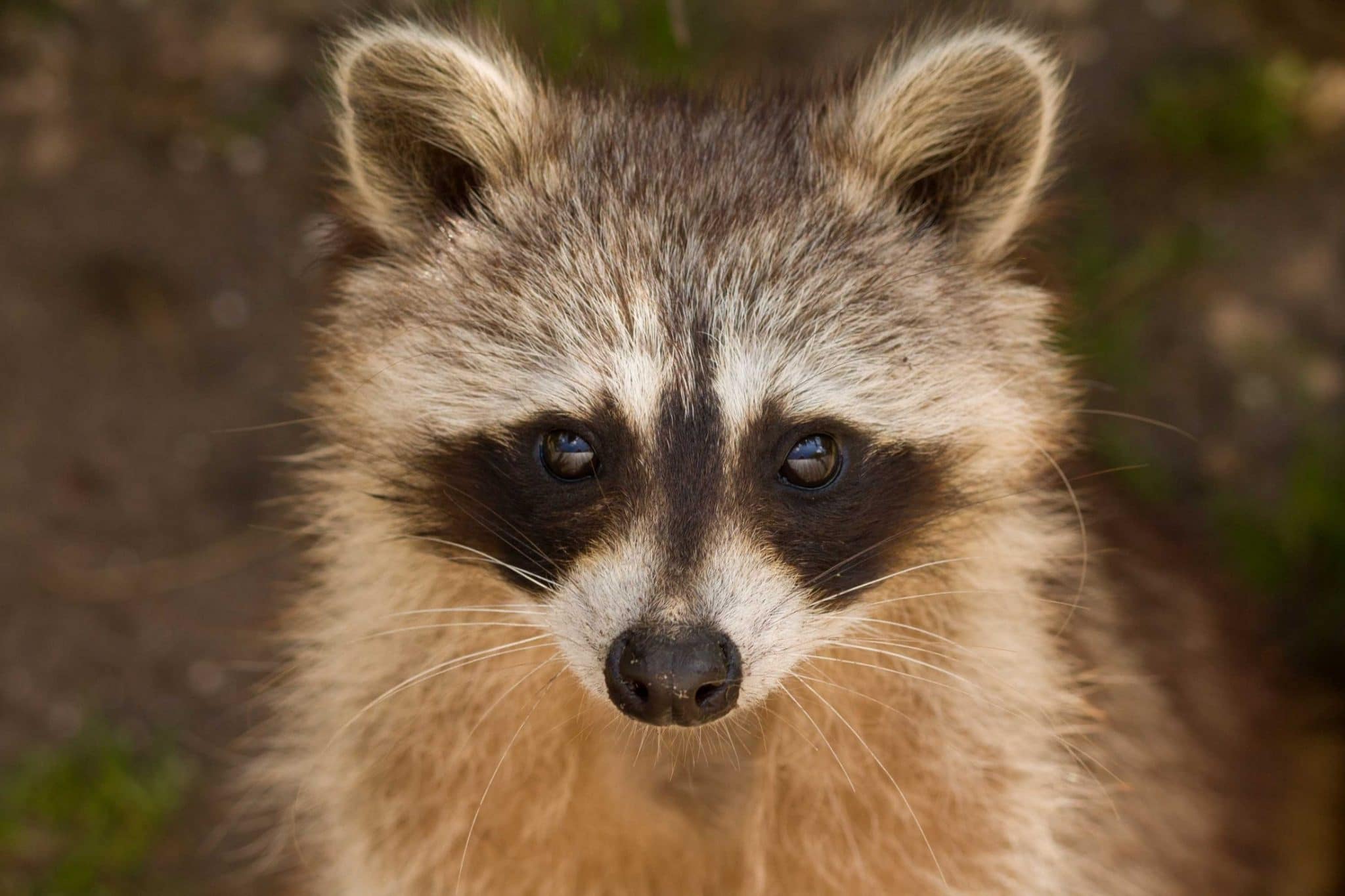 raccoon, portrait, wildlife