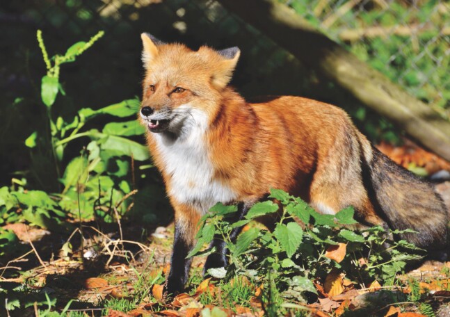 Rabid fox mauls Georgia resident near park Red fox
