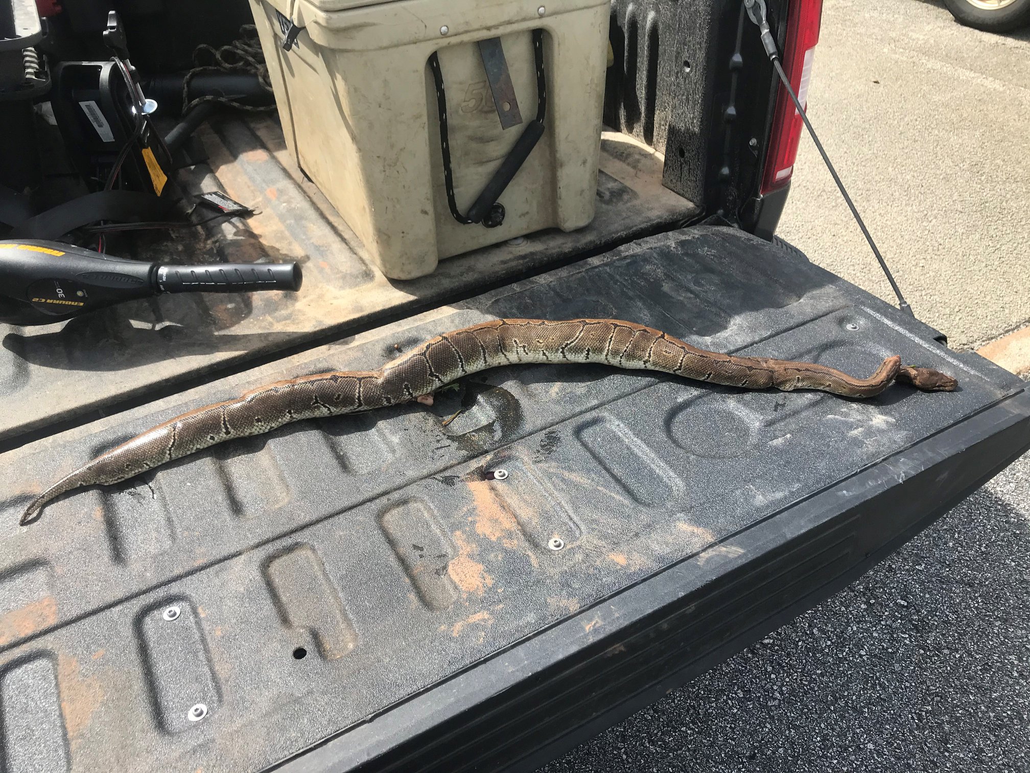 A python was found in a backyard in Walton County