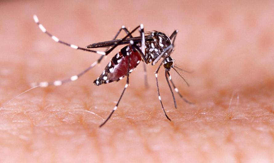 Dengue, zika and chikungunya fever mosquito (aedes aegypti) on human skin