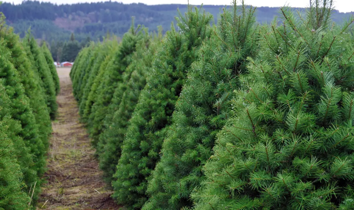 Oregon Christmas Tree Farm