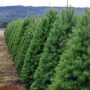 Oregon Christmas Tree Farm