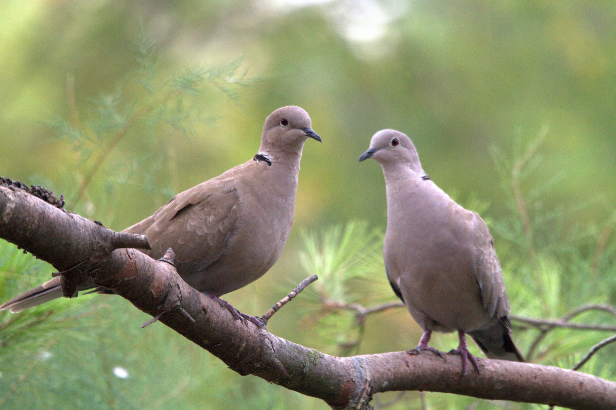 Pair of turtle dove