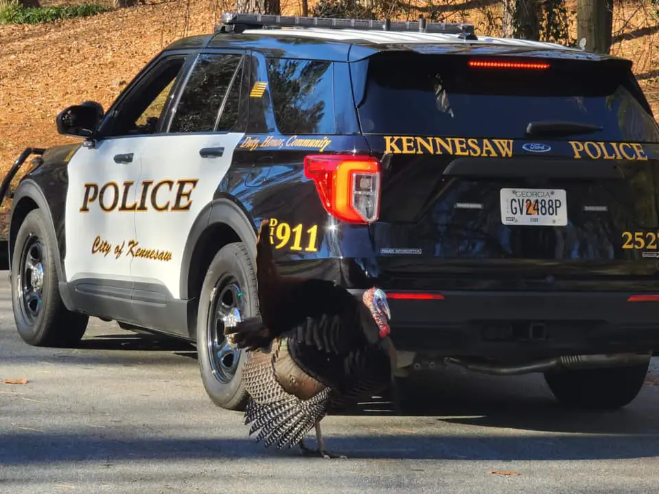 Kennesaw police tussle with turkey twice in one month