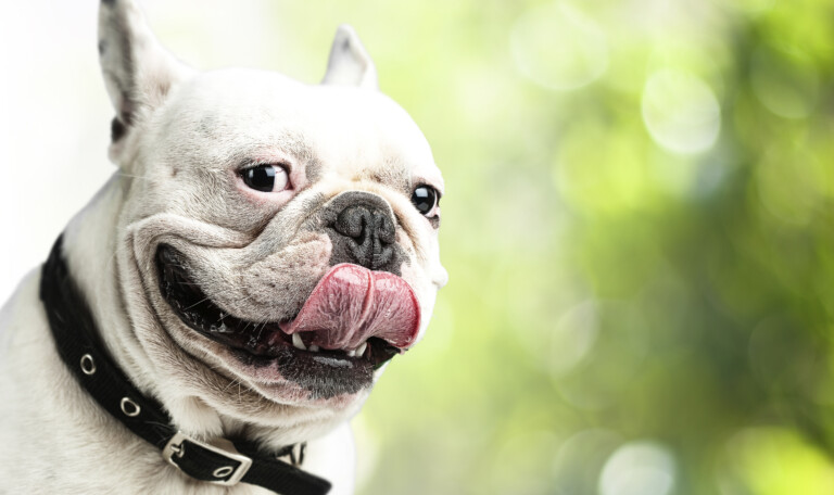 French bulldog