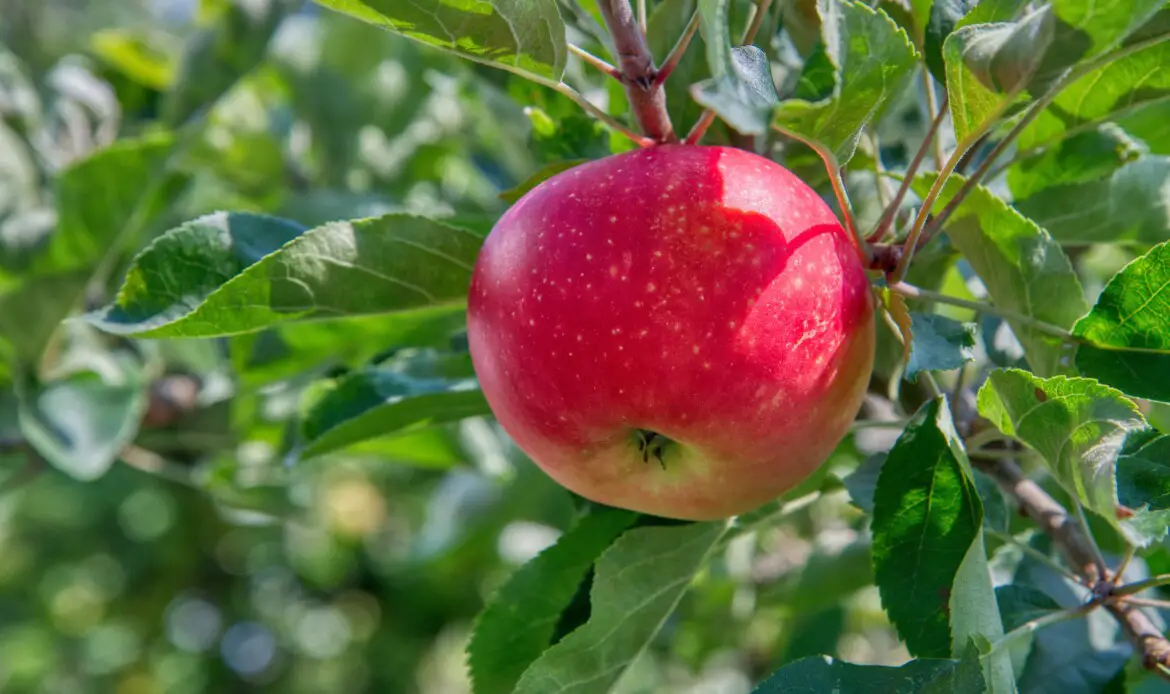 red apple fruit on green leaves during daytime