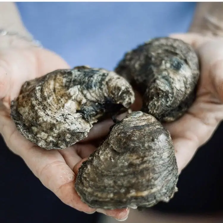 Rare oysters are coming to metro Atlanta