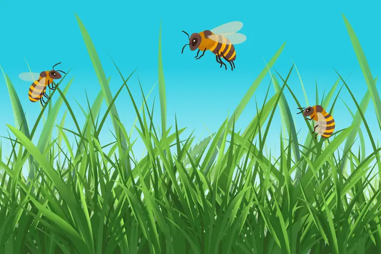 Want to save the bees? The answer could be found in your lawn