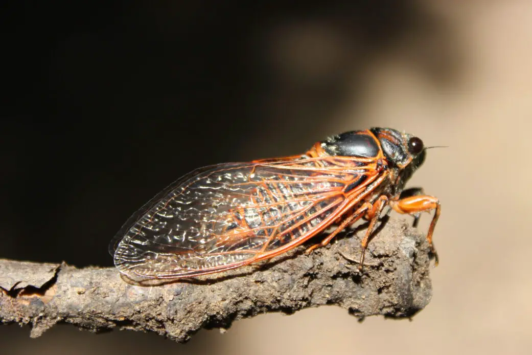 Cicada Bug