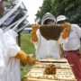 10 Ways UGA is helping save honeybees from the brink of extinction