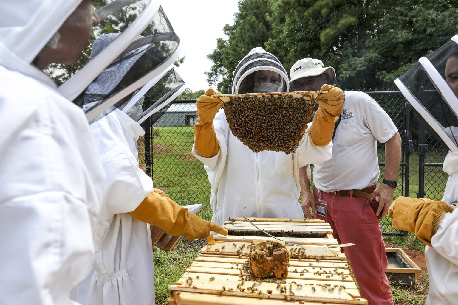 10 Ways UGA is helping save honeybees from the brink of extinction