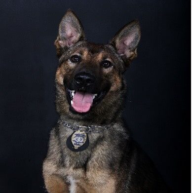 Gwinnett County Police Department mourns death of police K9 Zane