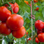 Growth ripe tomato