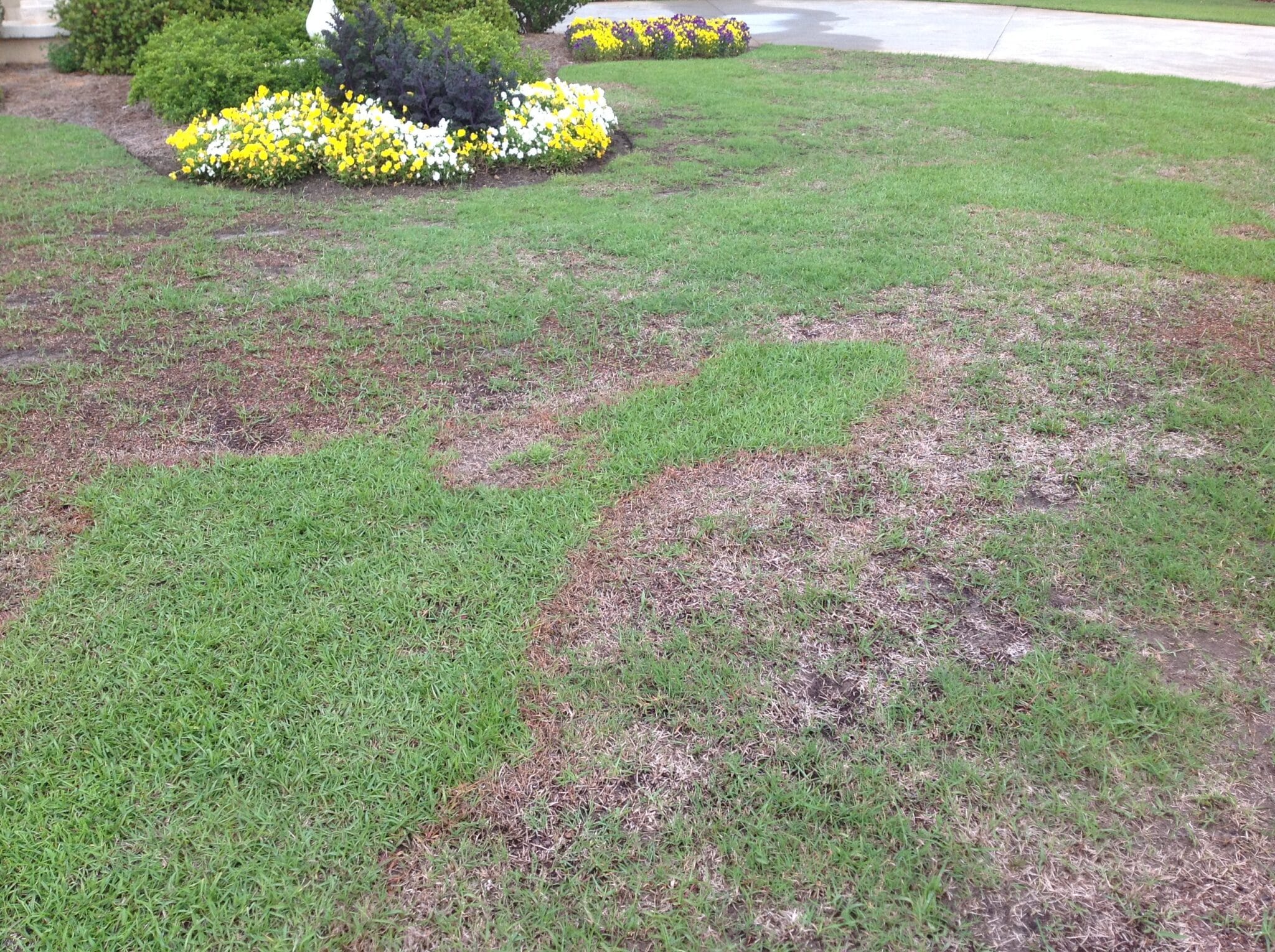How to keep your lawn disease-free this summer
