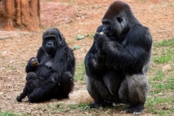 Zoo Atlanta launches Gorilla Cam