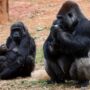 Zoo Atlanta closes due to cold weather