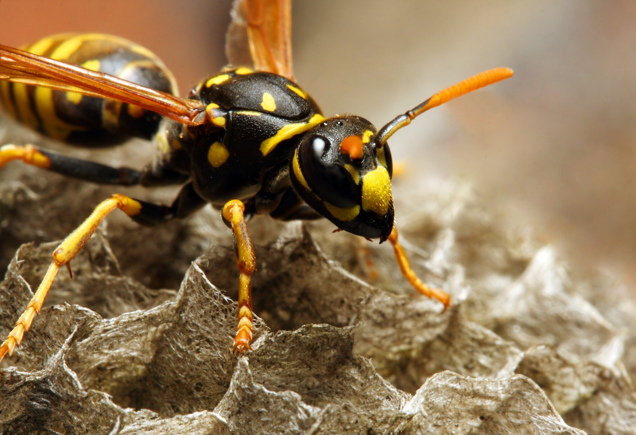 The Yellow Jacket Wasp.