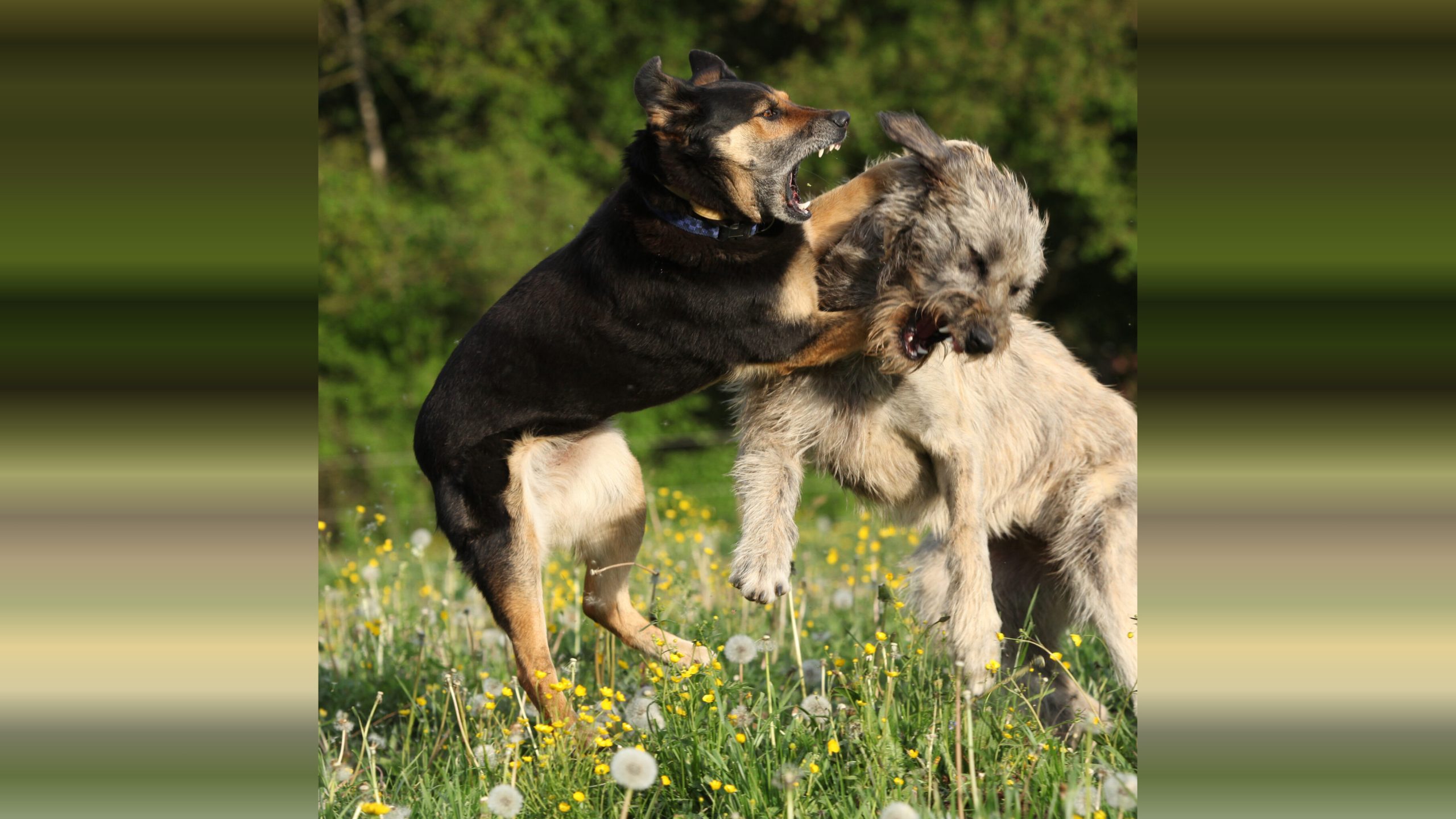 Georgia Man Faces Charges for Dogfighting