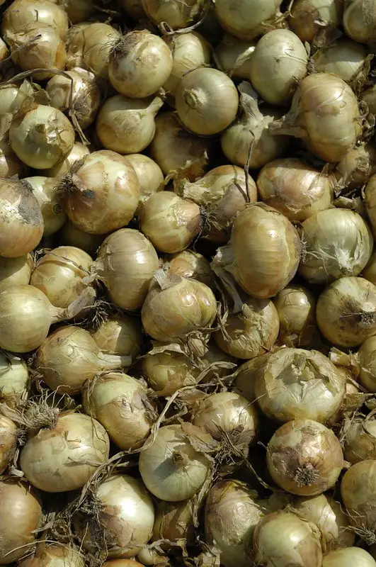 What makes Vidalia onions so sweet?