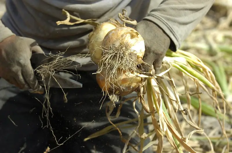 What makes Vidalia onions so sweet?
