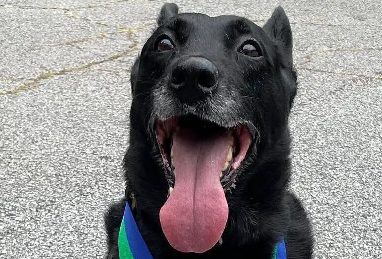 Can't keep a good dog down: DeKalb K9 officer who was shot gets medal