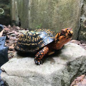 Stolen turtles returned to Autrey Mill Nature Preserve