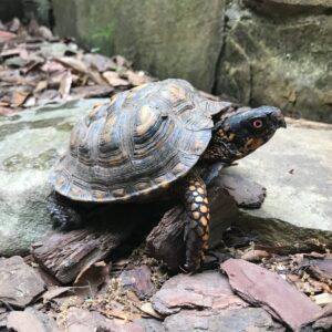 Turtles stolen from Autrey Mill Nature Preserve