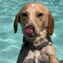 Take your dog for a swim in Brookhaven later this month