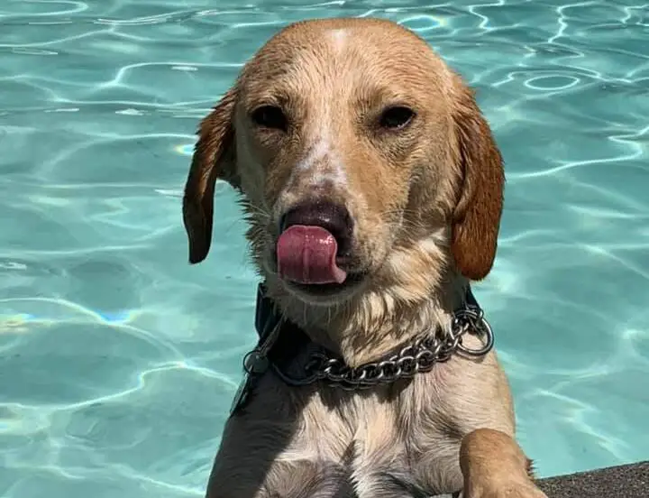 Take your dog for a swim in Brookhaven later this month