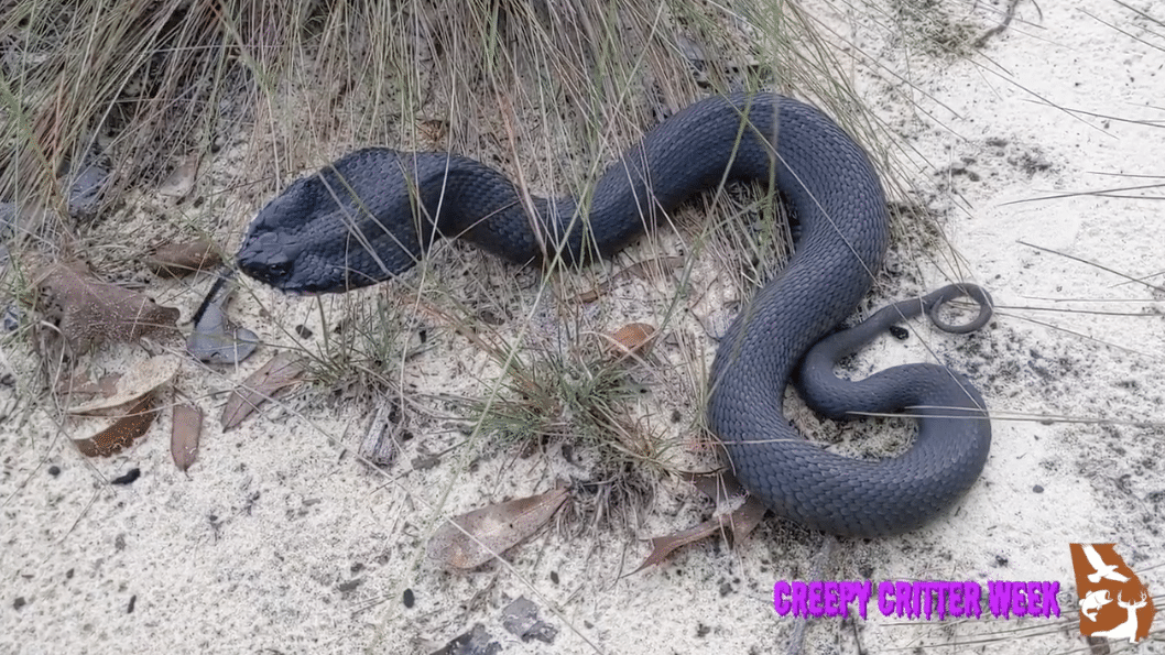 A video of a snake posted by the Georgia Department of Natural Resources has racked up more than 35 million views, just in time for Halloween. Watch the video below and then read more about it.