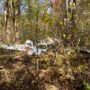 Pilot dies in plane crash near Georgia subdivision