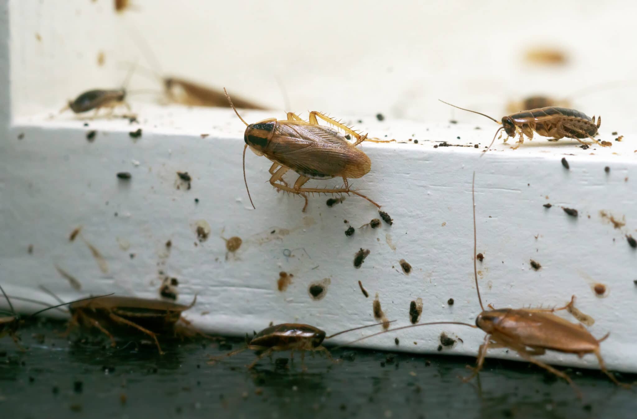 Atlanta ranked number 3 in the nation for cockroaches