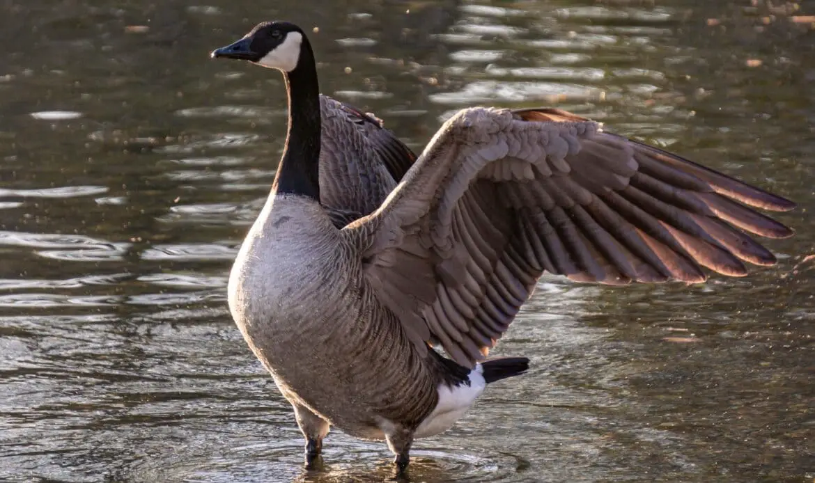 Is it a goose, or is it a geese, does it like grease, who knows, it's a bird in the water and you definitely want to download it then follow! Thanks and Have a great life!!!