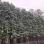 Your photos and videos of snow in Georgia