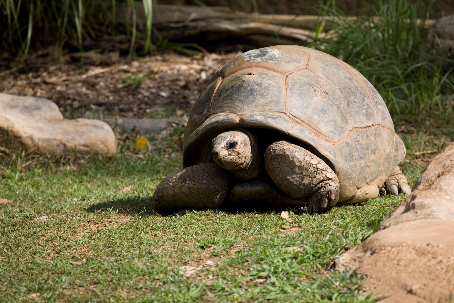 Zoo Atlanta announced Saturday the death of Patches, a female Aldabra giant tortoise.