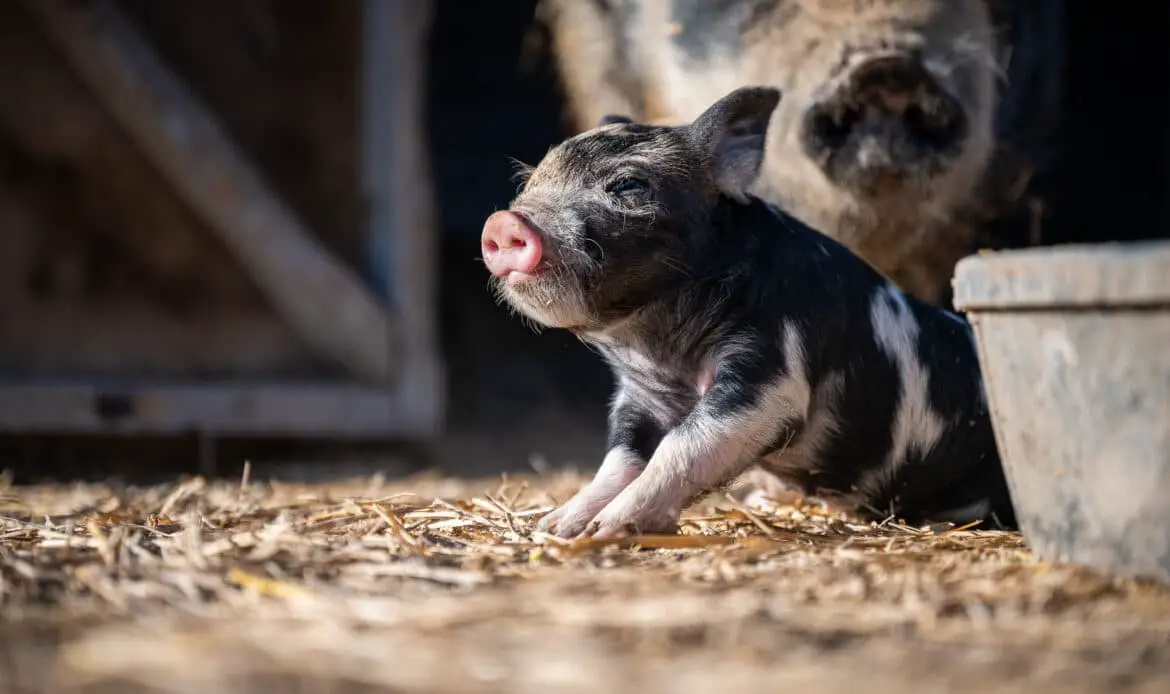 Brown black and white piglet playing in enclosure