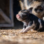 Brown black and white piglet playing in enclosure