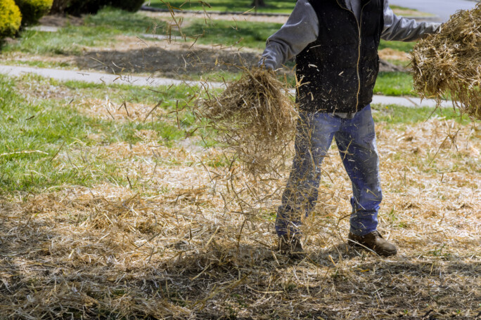 Sandy Springs police warn of pine straw scams targeting homeowners Shutterstock 1964362069 684x456