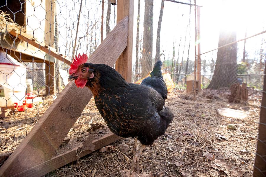 The Georgia Department of Agriculture announced it had detected a case of Highly Pathogenic Avian Influenza, sometimes called bird flu, in a small, backyard flock of chickens and ducks in Clayton County. This is the fourth detection of HPAI in Georgia since a nationwide outbreak began in February 2022, according to the department.