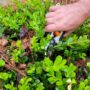 When should you prune the plants in your yard?