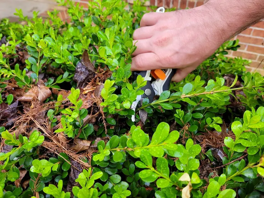 When should you prune the plants in your yard?