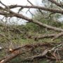 Downed Trees Make Travel Hazardous in Baldwin County