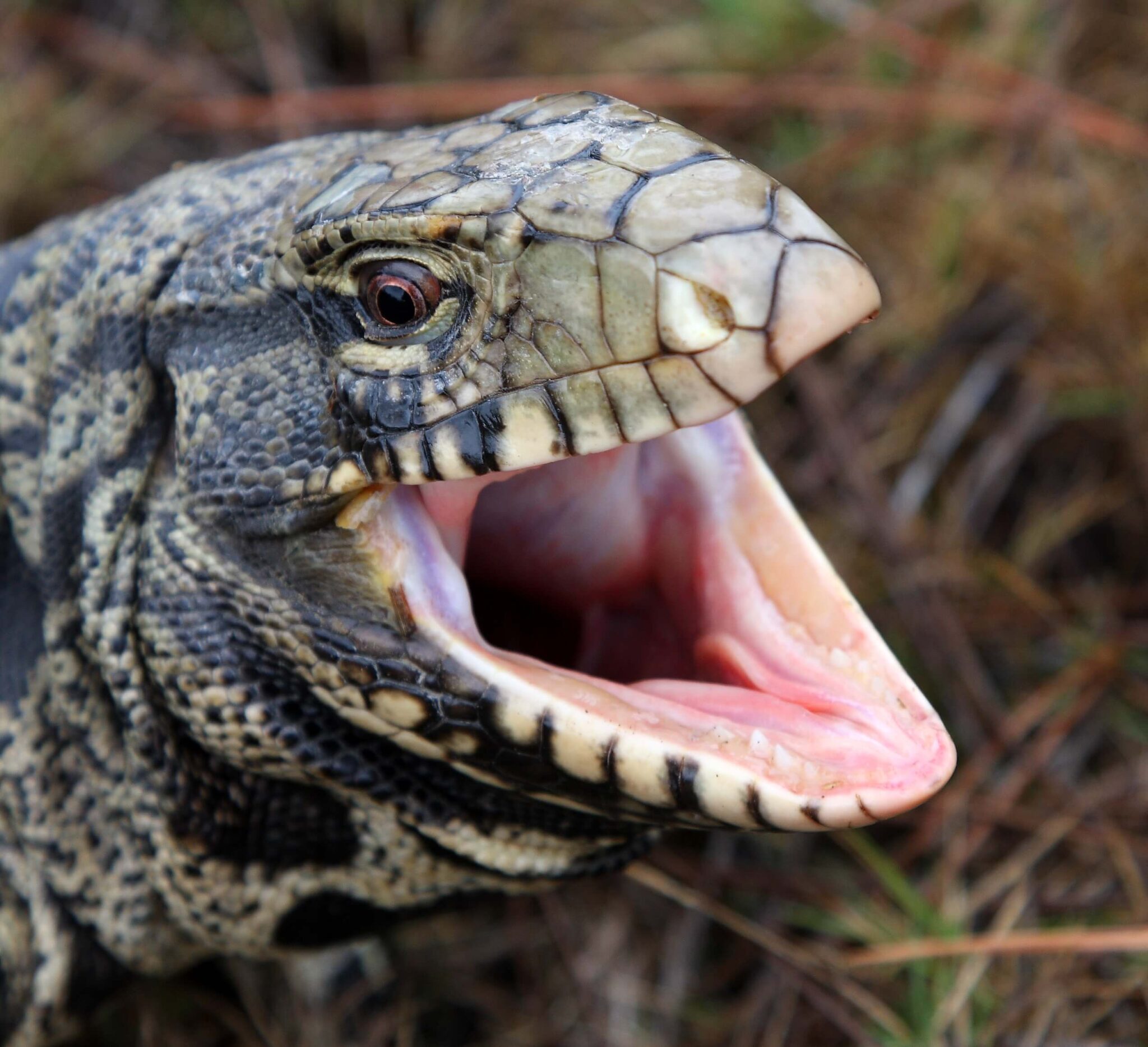 Giant lizards are invading South Georgia