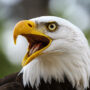 Bird Flu detected in bald eagles in Georgia